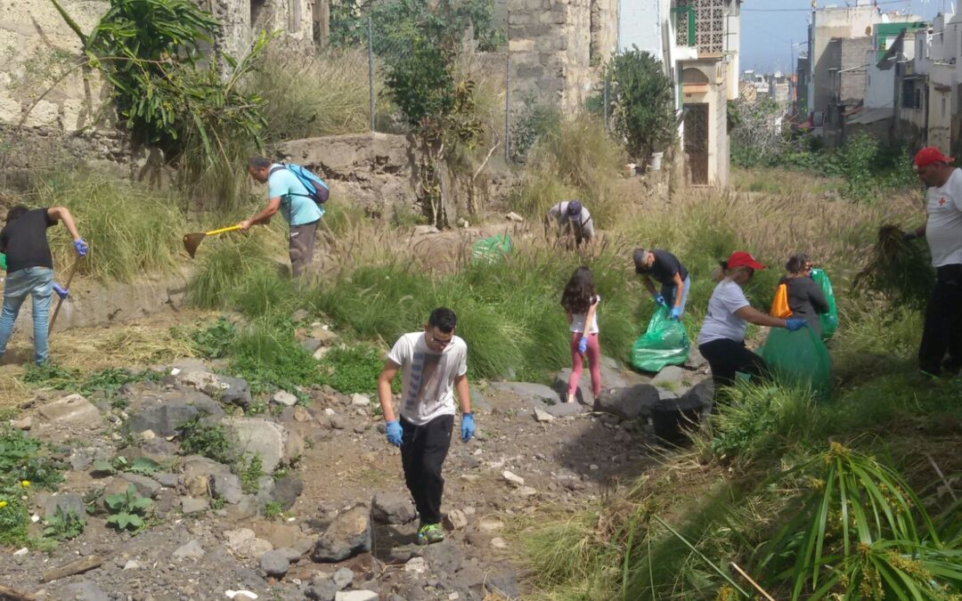 Se recogen 200 kilos de “Rabo de Gato” en el Puerto de la Cruz