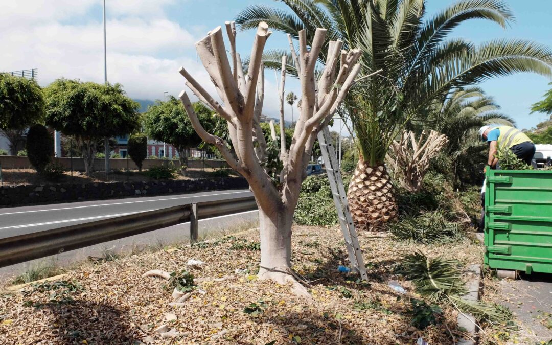 La Junta de Gobierno local aprueba el pliego de contratación del servicio de jardinería