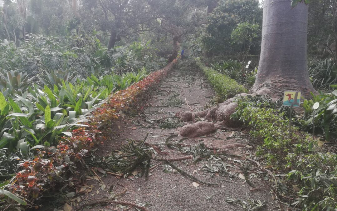 El Jardín de Aclimatación de la Orotava permanecerá cerrado una semana debido a los destrozos provocados por el fuerte viento