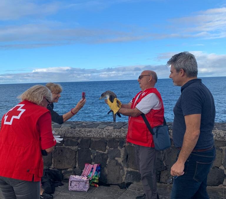 Proactivas se une a la campaña de protección de la pardela cenicienta