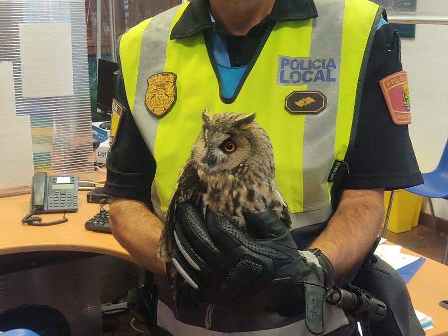 Puerto de la Cruz rescata un ejemplar de búho chico y lo entrega al centro de recuperación de ‘La Tahonilla’