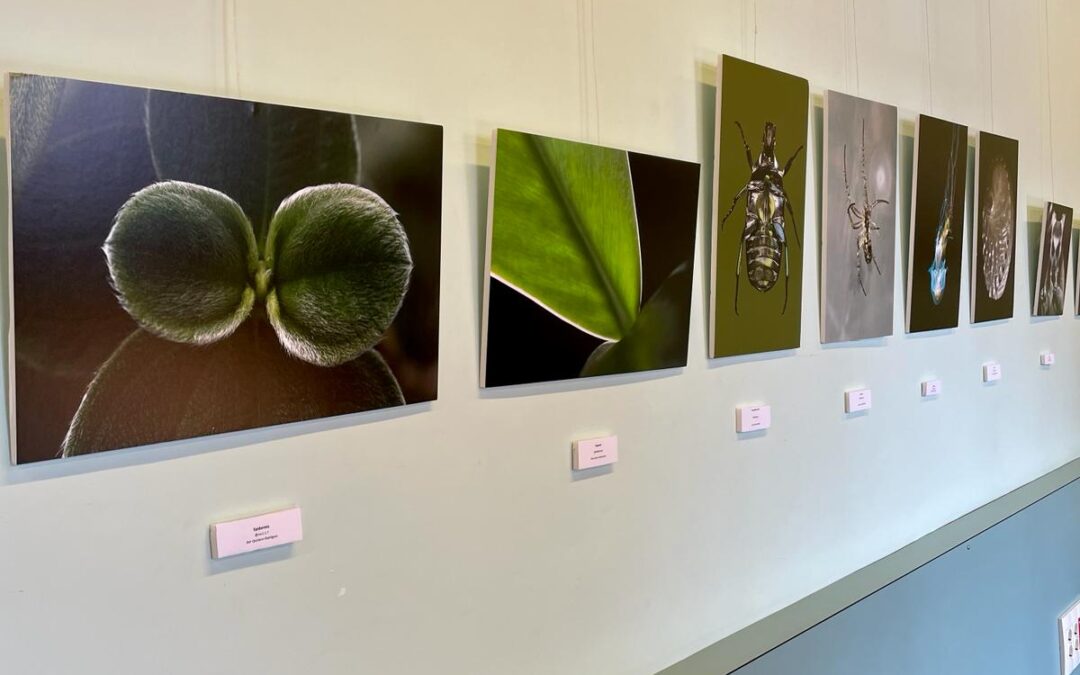 La Casa de Juventud acoge el proyecto fotográfico del alumnado del IES La Guancha