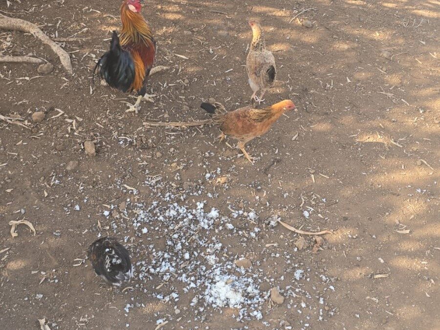 El Ayuntamiento retira cerca de 200 gallos y gallinas salvajes en menos de una semana
