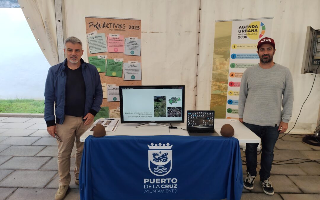 Puerto de la Cruz, tercer municipio de Tenerife en disponer de un plan de actuación contra el rabo de gato