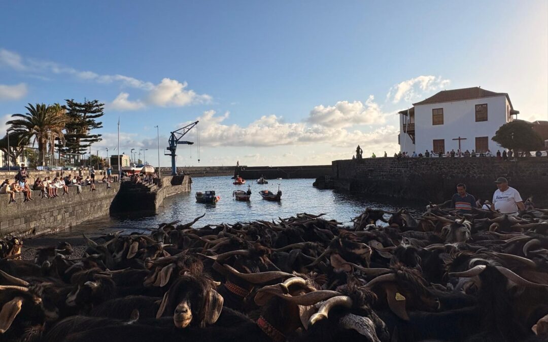Tradición ancestral: más de 400 cabras se purifican en el muelle pesquero este martes de San Juan