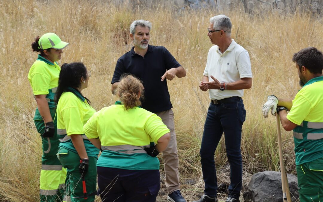 Arrancan los trabajos de eliminación del rabo de gato en Puerto de la Cruz
