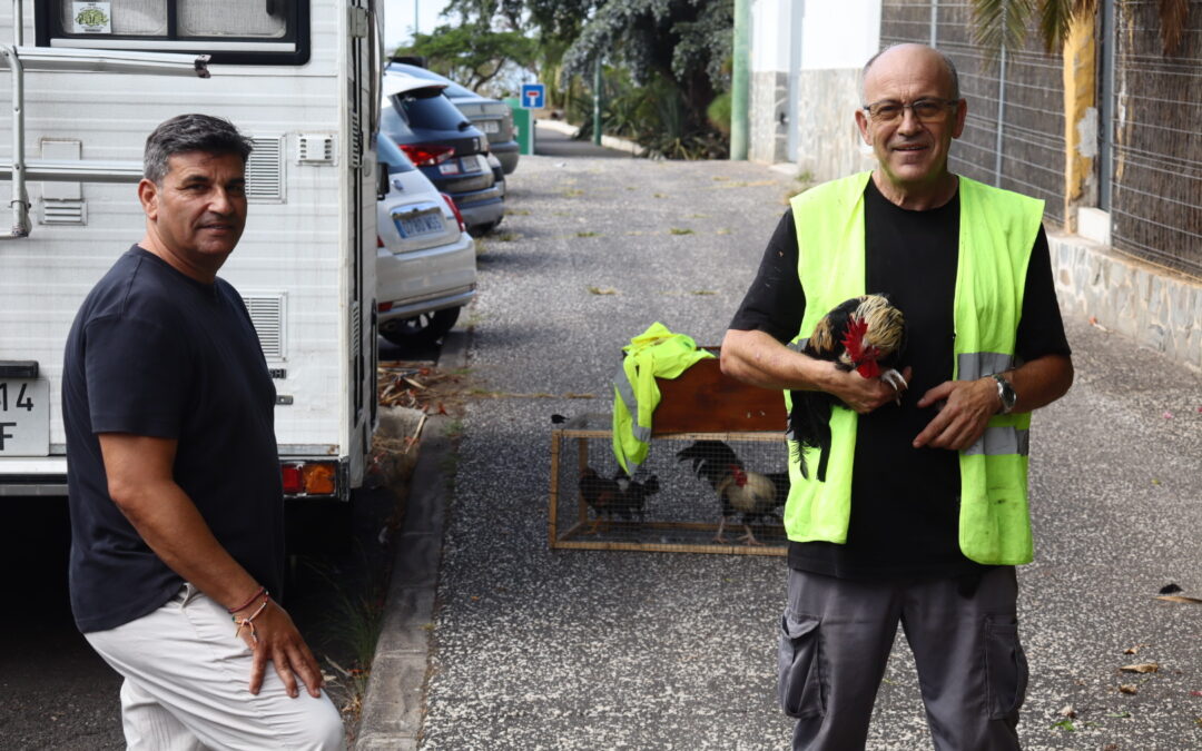 El Ayuntamiento inicia una nueva retirada de colonias de gallos y gallinas salvajes en diferentes barrios del municipio